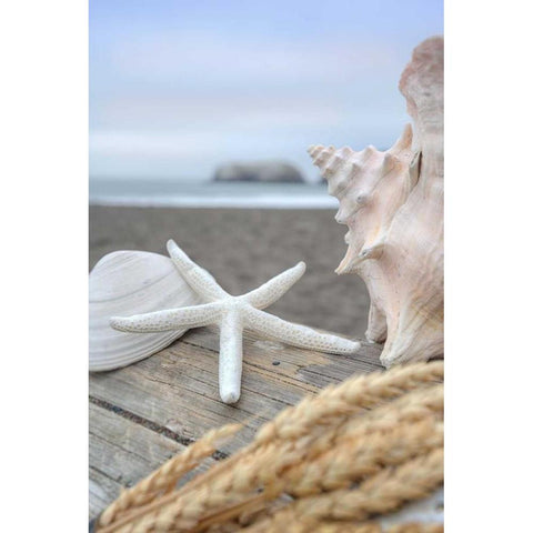 Crescent Beach Shells 12 Black Modern Wood Framed Art Print with Double Matting by Blaustein, Alan