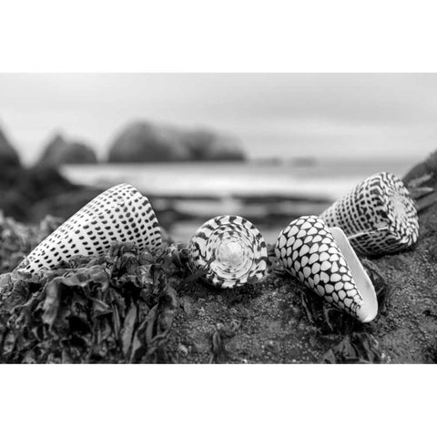 Crescent Beach Shells 3 Gold Ornate Wood Framed Art Print with Double Matting by Blaustein, Alan