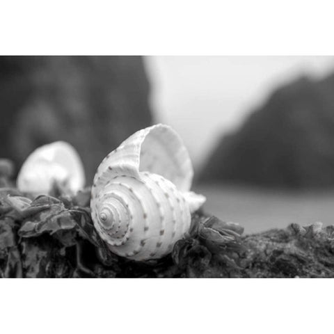 Crescent Beach Shells 1 Black Modern Wood Framed Art Print with Double Matting by Blaustein, Alan