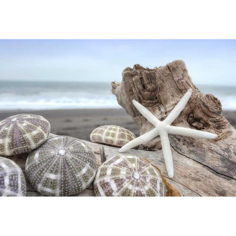 Crescent Beach Shells 5 Black Modern Wood Framed Art Print by Blaustein, Alan