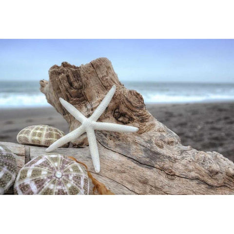 Crescent Beach Shells 6 Gold Ornate Wood Framed Art Print with Double Matting by Blaustein, Alan