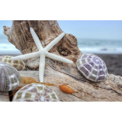 Crescent Beach Shells 7 Black Modern Wood Framed Art Print with Double Matting by Blaustein, Alan