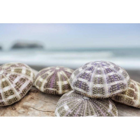 Crescent Beach Shells 8 Black Modern Wood Framed Art Print with Double Matting by Blaustein, Alan