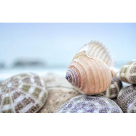 Crescent Beach Shells 15 Gold Ornate Wood Framed Art Print with Double Matting by Blaustein, Alan