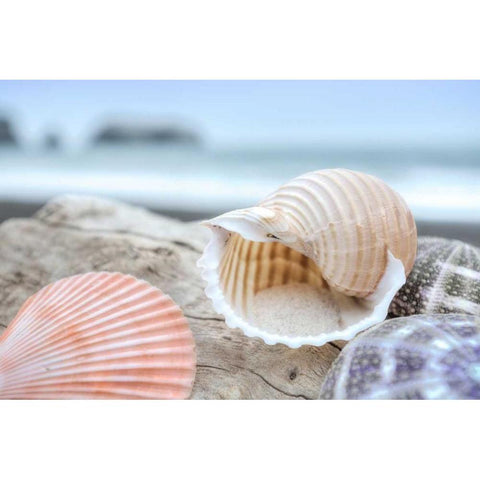 Crescent Beach Shells 9 Gold Ornate Wood Framed Art Print with Double Matting by Blaustein, Alan