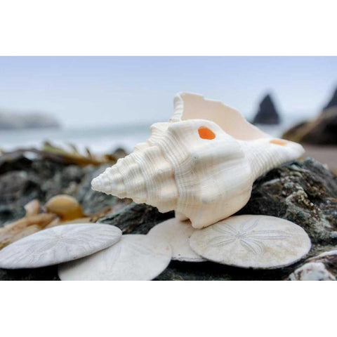 Crescent Beach Shells 11 Gold Ornate Wood Framed Art Print with Double Matting by Blaustein, Alan