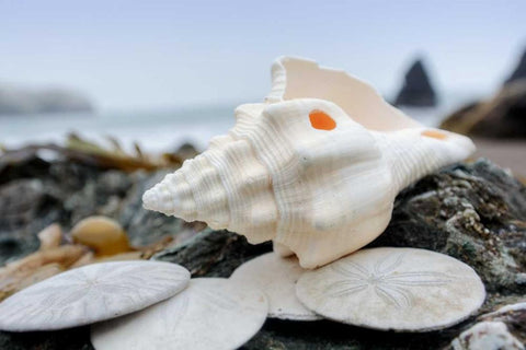 Crescent Beach Shells 11 Black Ornate Wood Framed Art Print with Double Matting by Blaustein, Alan