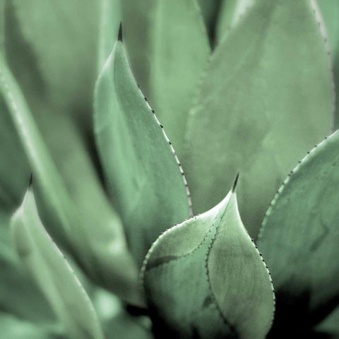 Agave #4 White Modern Wood Framed Art Print with Double Matting by Blaustein, Alan