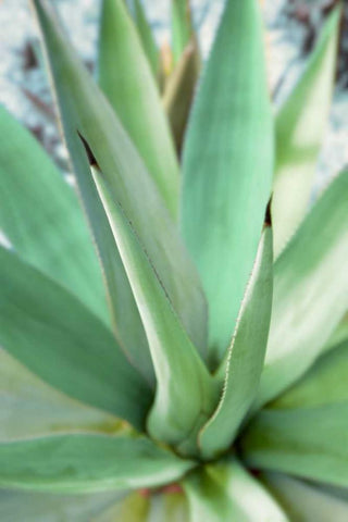 Agave Succulent #1 White Modern Wood Framed Art Print with Double Matting by Blaustein, Alan