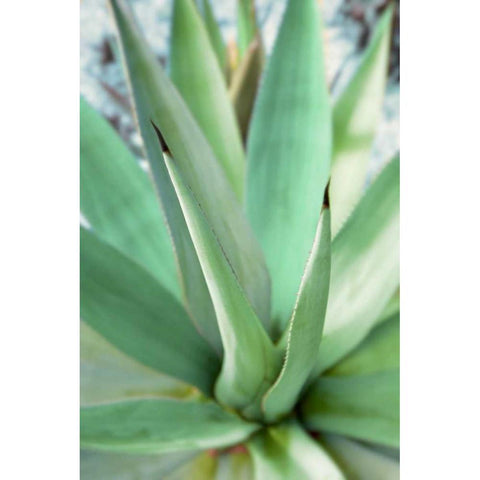 Agave Succulent #1 White Modern Wood Framed Art Print by Blaustein, Alan