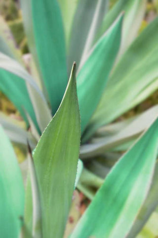 Agave Succulent #3 White Modern Wood Framed Art Print with Double Matting by Blaustein, Alan