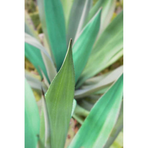 Agave Succulent #3 Gold Ornate Wood Framed Art Print with Double Matting by Blaustein, Alan