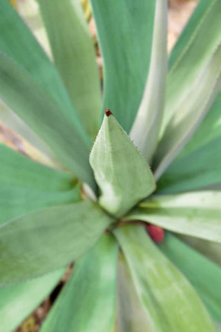 Agave Succulent #2 Black Ornate Wood Framed Art Print with Double Matting by Blaustein, Alan