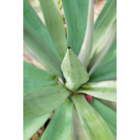 Agave Succulent #2 Black Modern Wood Framed Art Print with Double Matting by Blaustein, Alan