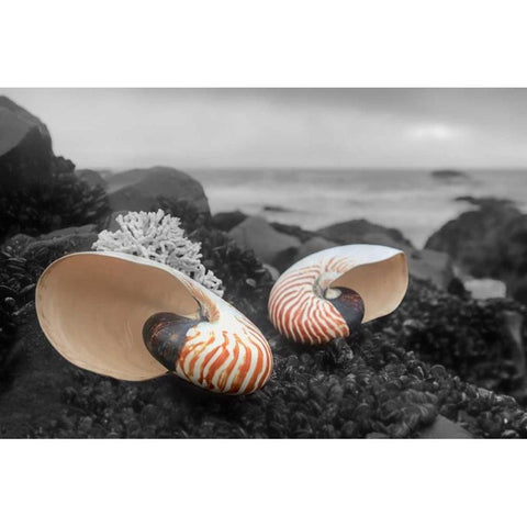 Crescent Beach Shells 2 White Modern Wood Framed Art Print by Blaustein, Alan