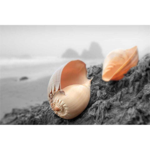 Crescent Beach Shells #20 Black Modern Wood Framed Art Print by Blaustein, Alan