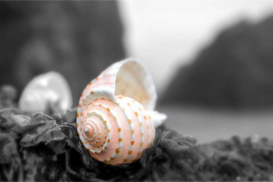 Image Only