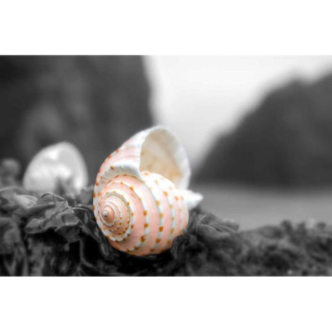 Cresent Beach Seashell #1A Black Modern Wood Framed Art Print with Double Matting by Blaustein, Alan