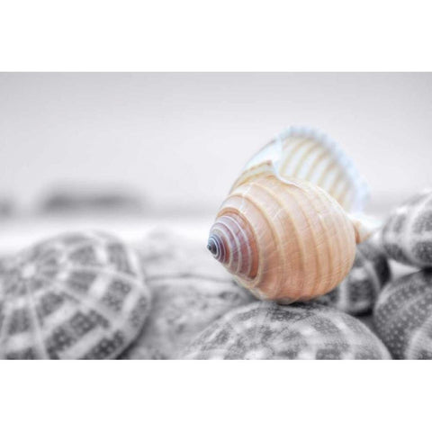 Crescent Beach Shells 15 Black Modern Wood Framed Art Print by Blaustein, Alan