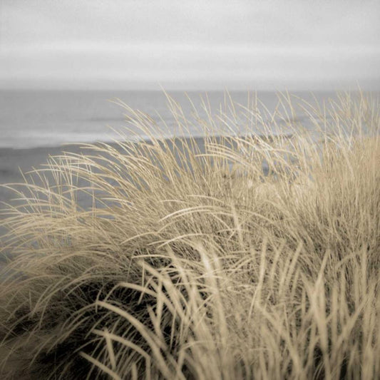 Image Only