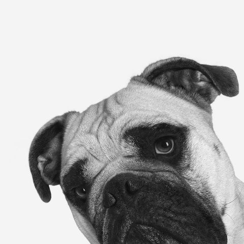 QuÃ© Pasa? Black Modern Wood Framed Art Print by Bertelli, Jon