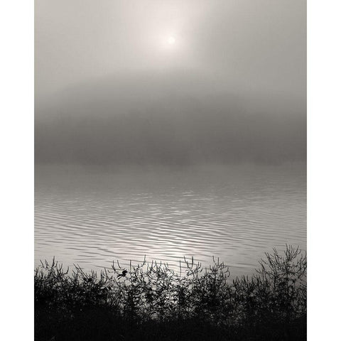 Monochrome Sunrise Gold Ornate Wood Framed Art Print with Double Matting by Bell, Nicholas