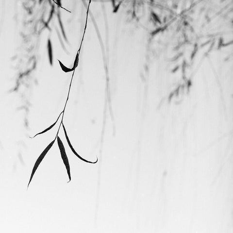 Willow Print No. 1 Black Modern Wood Framed Art Print by Bell, Nicholas