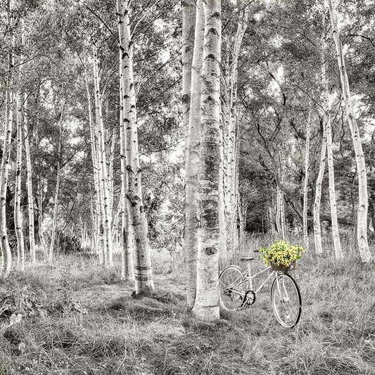 Image Only