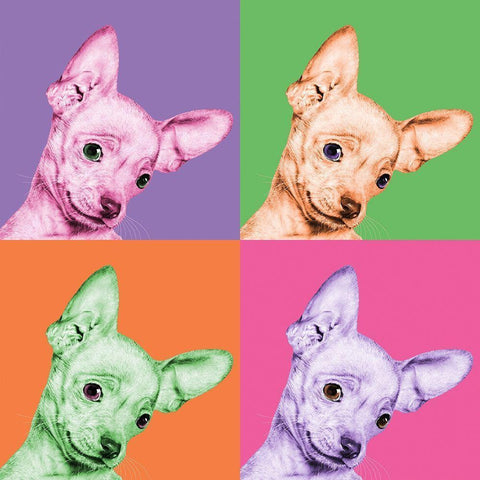 Sweet Chihuahua Pop White Modern Wood Framed Art Print with Double Matting by Bertelli, Jon