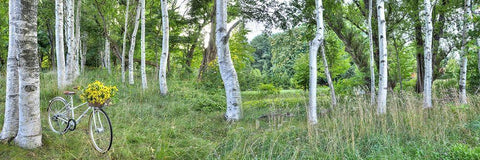 Sunflower Bike Ride No.4 Black Ornate Wood Framed Art Print with Double Matting by Blaustein, Alan