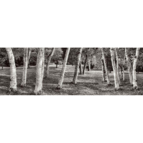 Birch Trees No.1 White Modern Wood Framed Art Print by Blaustein, Alan