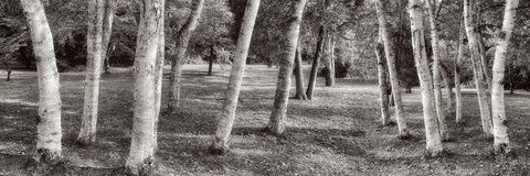 Birch Trees No.1 Black Ornate Wood Framed Art Print with Double Matting by Blaustein, Alan