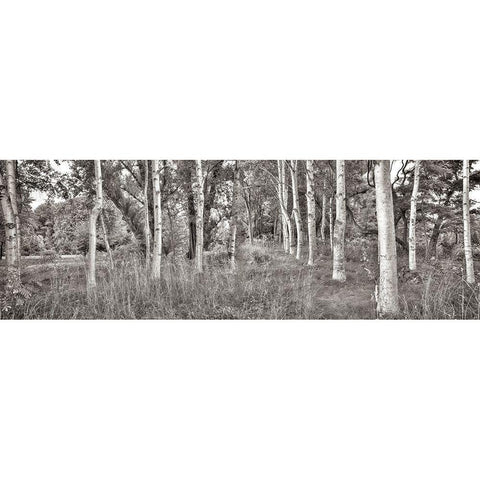 Birch Trees No.2 Gold Ornate Wood Framed Art Print with Double Matting by Blaustein, Alan