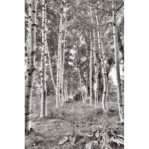 Birch Trees No.3 Black Modern Wood Framed Art Print by Blaustein, Alan