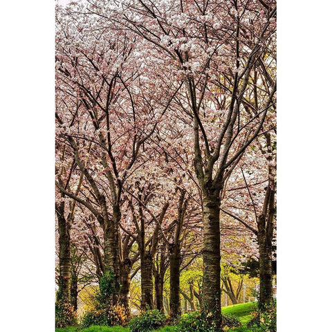 Cherries in Bloom Black Modern Wood Framed Art Print with Double Matting by Burdick, Chuck