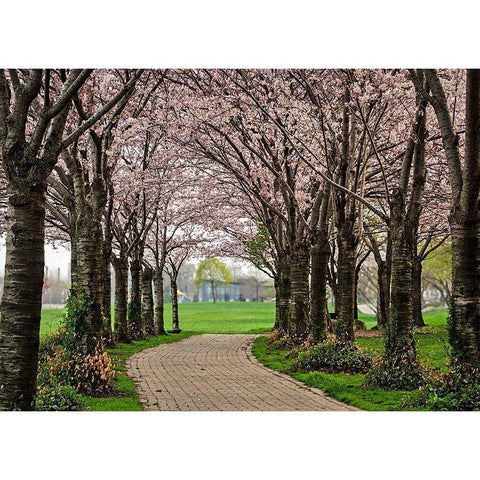 Cherry Blossom Path Gold Ornate Wood Framed Art Print with Double Matting by Burdick, Chuck