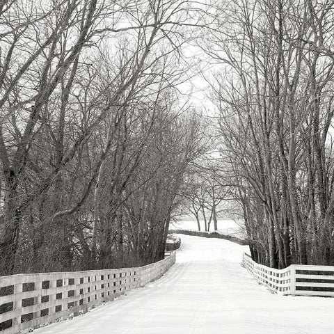 Country Lane in Winter White Modern Wood Framed Art Print with Double Matting by Bell, Nicholas