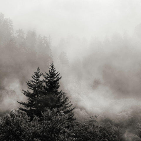 Rising Mist, Smoky Mountains Black Modern Wood Framed Art Print with Double Matting by Bell, Nicholas