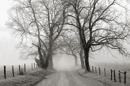 Image Only