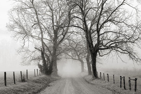 Sparks Lane, Late Autumn Black Ornate Wood Framed Art Print with Double Matting by Bell, Nicholas