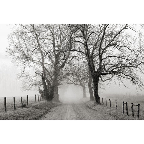 Sparks Lane, Late Autumn Black Modern Wood Framed Art Print with Double Matting by Bell, Nicholas