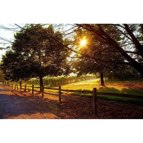 Dreamland Vineyard Gold Ornate Wood Framed Art Print with Double Matting by Broom, Michael
