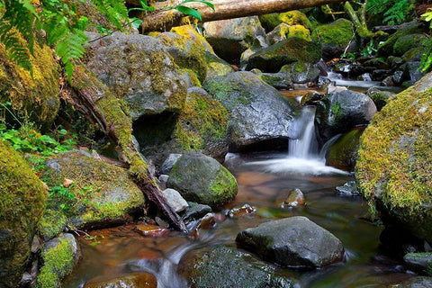 Mossy Stream Black Ornate Wood Framed Art Print with Double Matting by Broom, Michael