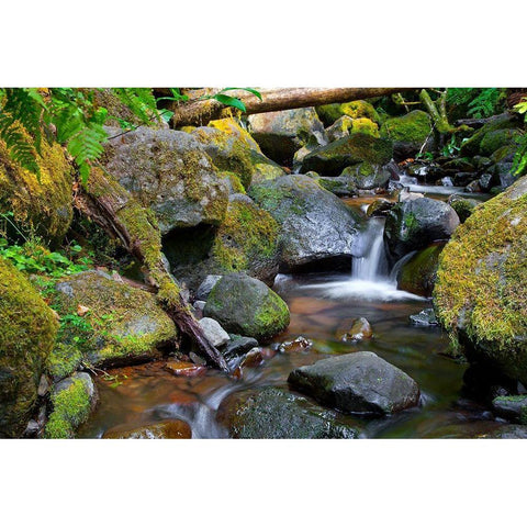 Mossy Stream Black Modern Wood Framed Art Print by Broom, Michael
