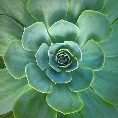 Glowing Succulent White Modern Wood Framed Art Print by Bell, Jan