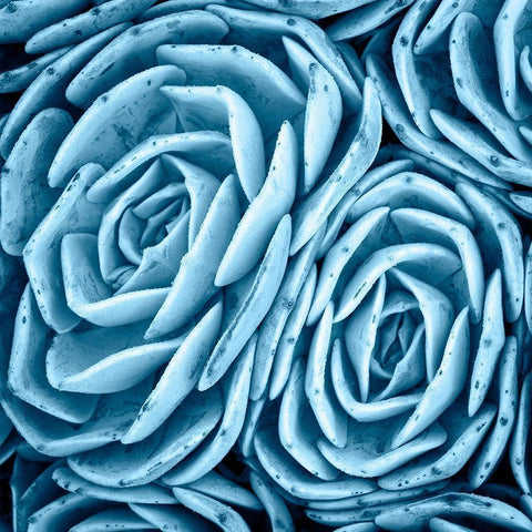 Nestled Succulents White Modern Wood Framed Art Print by Bell, Jan