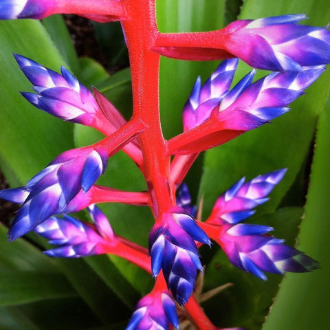 Purple and Pink Black Modern Wood Framed Art Print by Bell, Jan