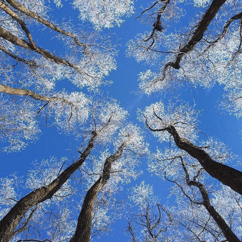 Reaching Skyward Black Modern Wood Framed Art Print with Double Matting by Bell, Jan