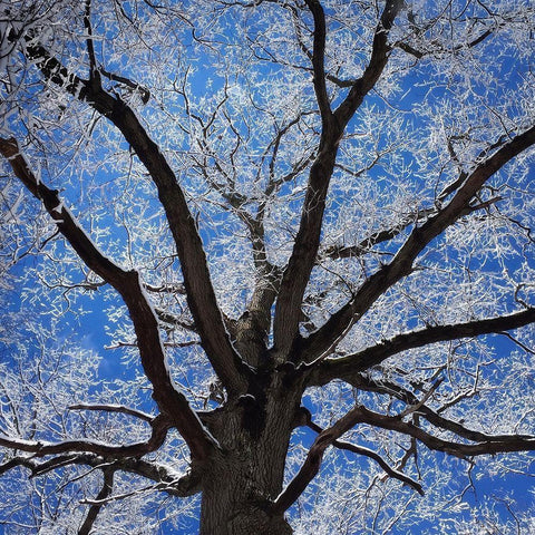 Snow Covered Tree Black Modern Wood Framed Art Print by Bell, Jan