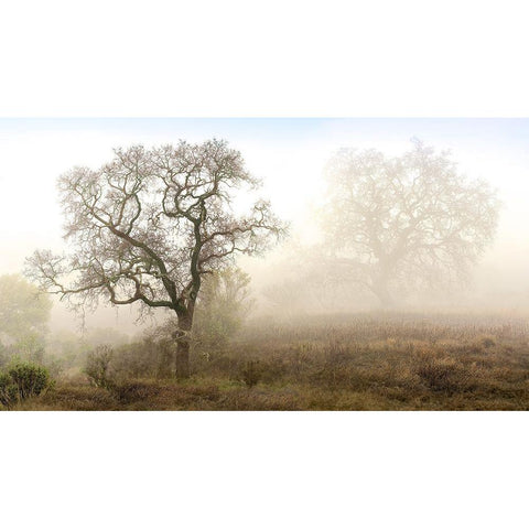 Sonoma Oak 1 White Modern Wood Framed Art Print by Blaustein, Alan